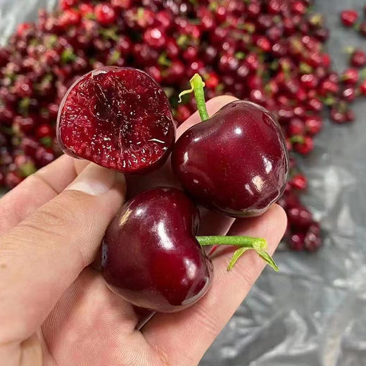 大连老村长家的美早樱桃成熟啦 小抱抱相约第8年 商品图2