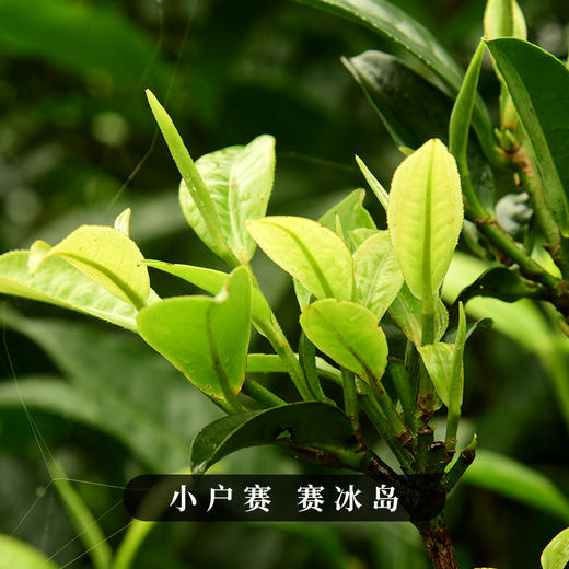 现货直发 福利放送【小户赛散茶】2022年头春古茶超值福利装整份500克一斤装云南普洱茶生茶临沧茶区 商品图3