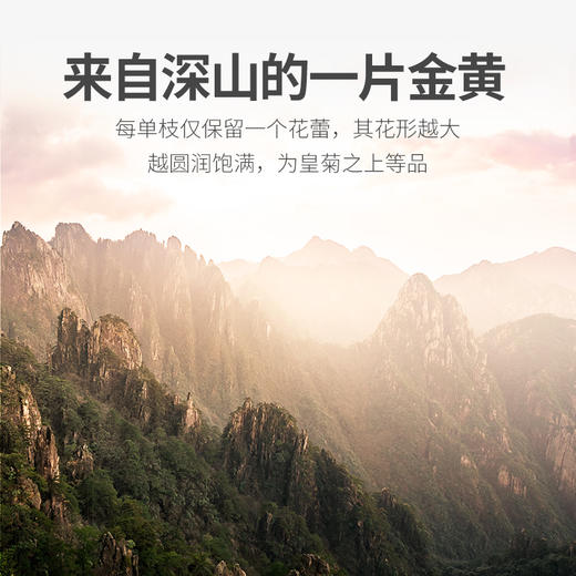 【冬季滋补】杞里香金丝皇菊6g黄山贡菊胎菊黄菊茶叶搭金银花大菊花*2盒 商品图2