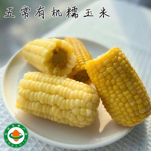 【有机认证】五常糯玉米家庭装 又糯又甜 双色可选 商品图0