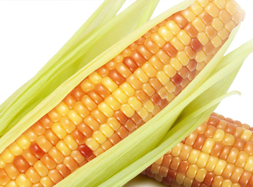 云南版纳香糯小玉米 加热即食（2斤装）普盒 商品图1