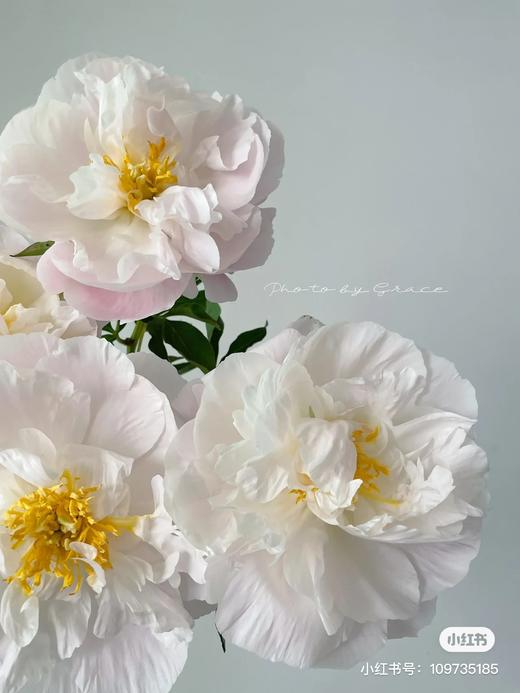 精品花材美国小姐芍药 商品图4