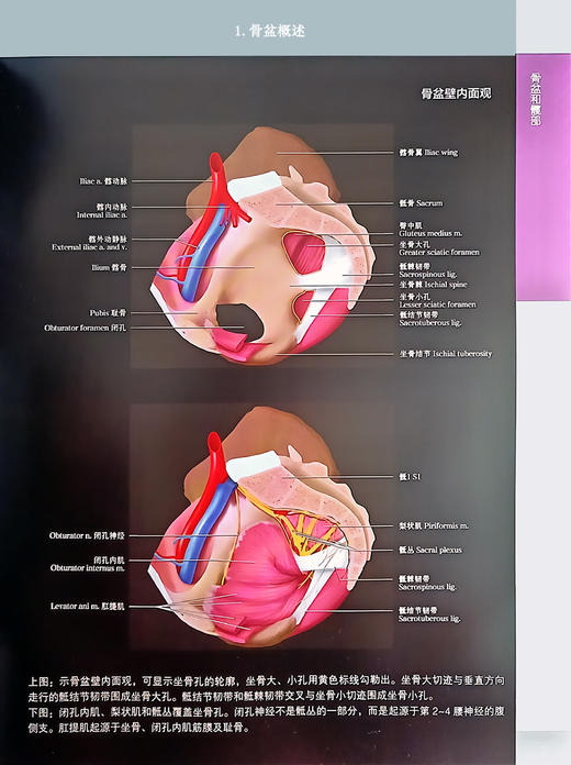 骨骼肌肉系统影像解剖学 第2版 下肢卷 徐文坚 白荣杰主译 下肢横断面冠状面矢状面断层图像图谱 北京大学医学出版社9787565928017 商品图3