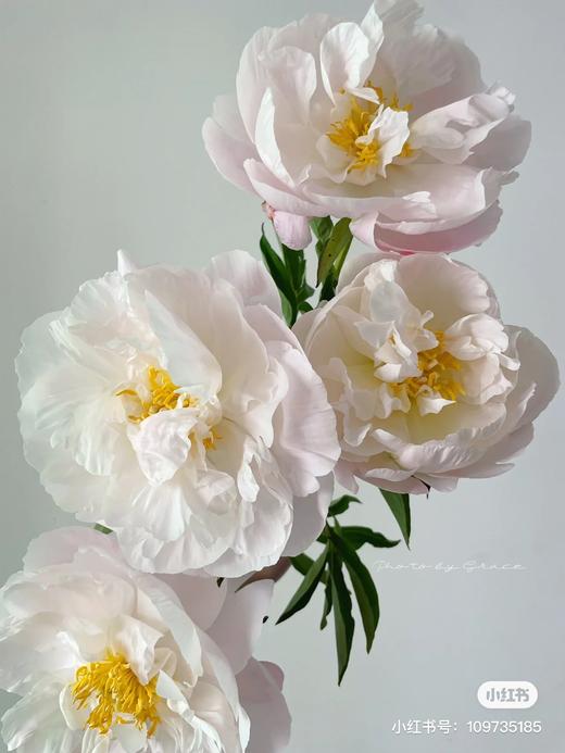 精品花材美国小姐芍药 商品图3