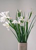 【周四秒杀】白色鸢尾8枝69.8元 商品缩略图0