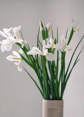 【周四秒杀】白色鸢尾8枝69.8元