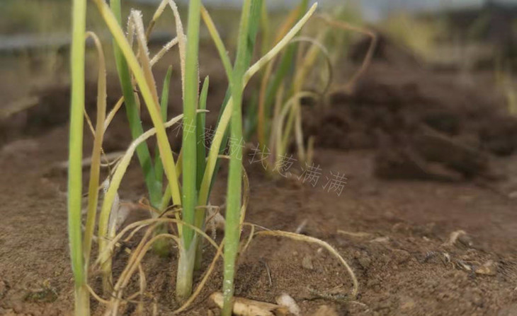 葱苗苗黄苗弱照片