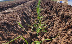 大葱移栽后如何做好肥水管理