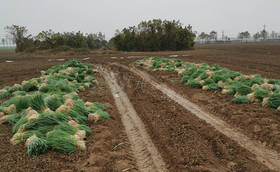 葱苗定植移栽前这些准备工作您都做了吗