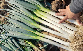 普通大葱种植户如何实现亩产两万