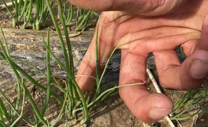 晚抽神成1个月葱苗