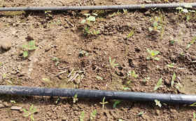 大葱苗床杂草太多怎么办?除草剂使用注意事项您都知道吗?