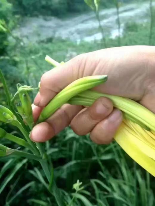 【秦岭野生干黄花菜500g】秦岭深处自然生长 无人为干预 当地农户采摘 自然晒干 商品图6