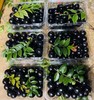 嘉宝果【特大果】500g  | 水果 商品缩略图2