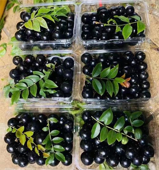 嘉宝果【特大果】500g  | 水果 商品图2