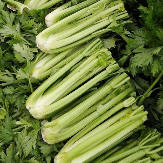 包邮【基地直发】有机西芹4斤/6斤/10斤装 欧盟认证北京农场新鲜有机蔬菜 商品图2