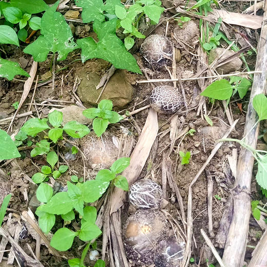 【秦岭野生干竹荪】秦岭大巴山深处 自然生长自然成熟 口感鲜美爽脆 商品图5