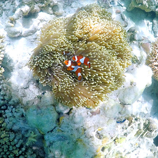 恋海假期 仙本那 POMPOM邦邦岛 Mussah 白珍珠丽贝度假村 卡帕莱 商品图3