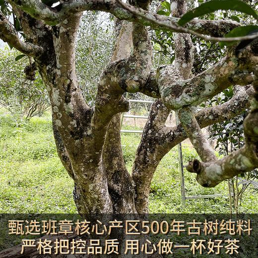 2023春茶吉顺号班章橡筋王普洱茶生茶饼茶叶357g 商品图3