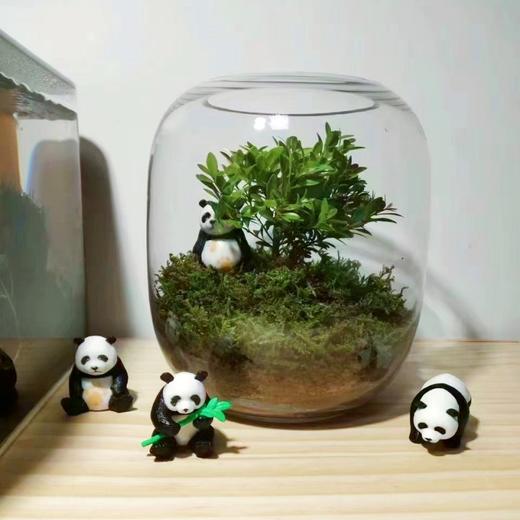 【生命之树】苔藓微景观生态瓶桌面植物盆景高端礼物成品 商品图8