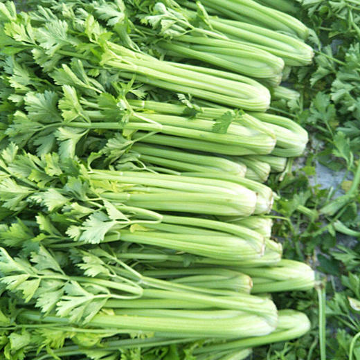 包邮【基地直发】有机西芹4斤/6斤/10斤装 欧盟认证北京农场新鲜有机蔬菜 商品图3