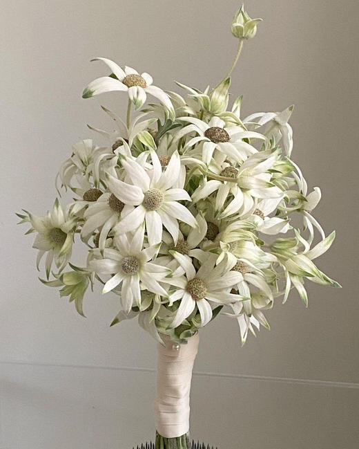 日本进口Fancy marie法兰绒雪绒花5支 商品图4