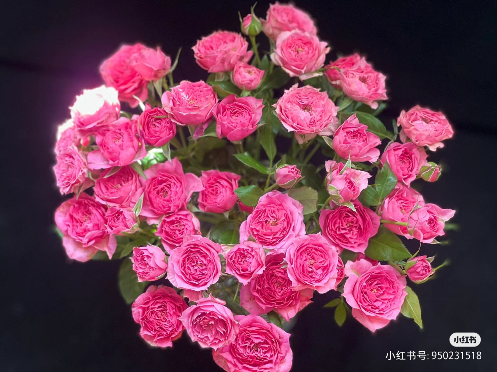 多头玫苏菲宝贝