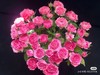 多头玫苏菲宝贝 商品缩略图0
