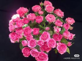 多头玫苏菲宝贝
