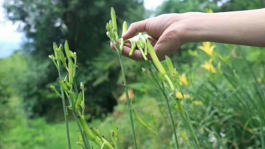 【秦岭野生干黄花菜500g】秦岭深处自然生长 无人为干预 当地农户采摘 自然晒干 商品图0