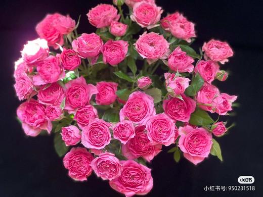 多头玫苏菲宝贝 商品图1