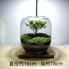 【生命之树】苔藓微景观生态瓶桌面植物盆景高端礼物成品 商品缩略图7