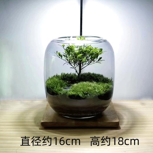 【生命之树】苔藓微景观生态瓶桌面植物盆景高端礼物成品 商品图7