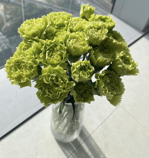 海贝康乃馨(5月27日下午取花）绿色真的是好好看，一抹清爽的绿，一束9-10支原价48元，团购价12元 商品图5