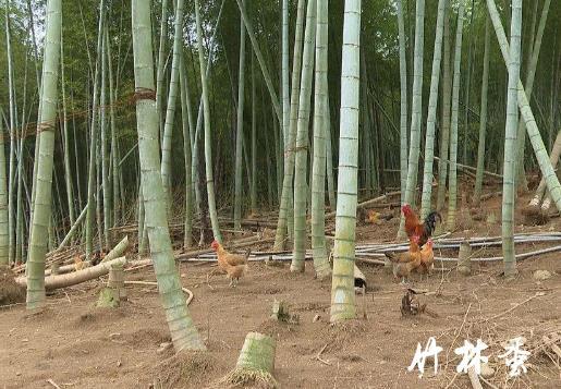 九华山竹林蛋30枚 农家散养土鸡蛋 展播品牌 谷物喂养 个头不大但蛋香饱满 单颗42-47克 一斤约11-12个 商品图4