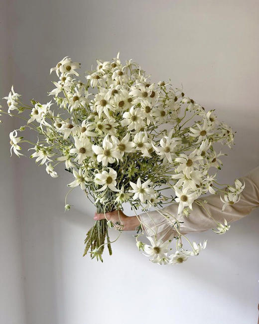 日本进口Fancy marie法兰绒雪绒花5支 商品图1