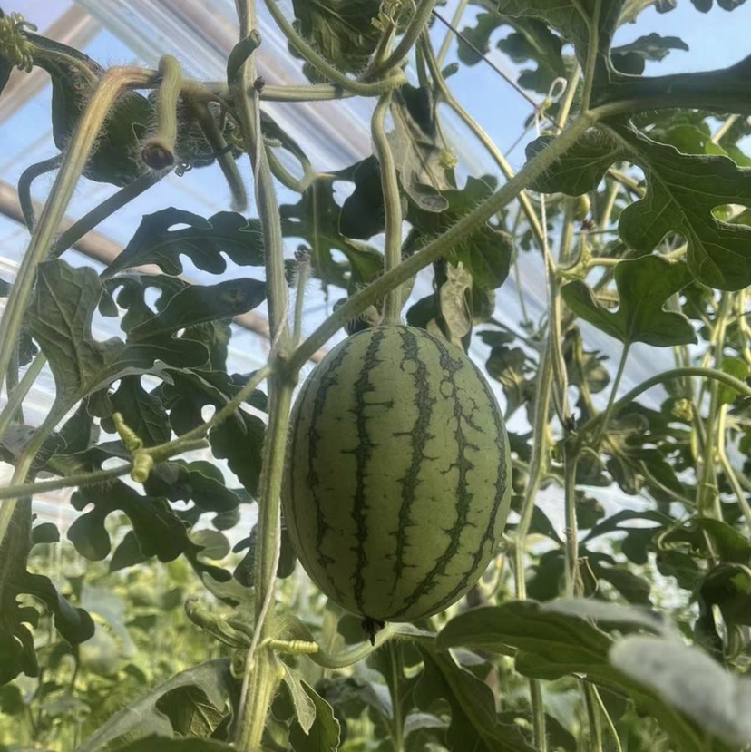 丞起小西瓜（1.5斤左右）