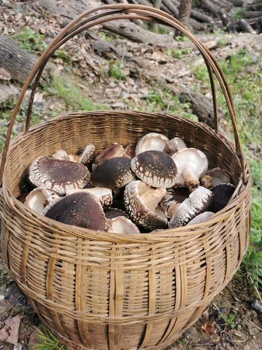 【秦岭野生干香菇500g】秦岭大巴山深处 自然生长日光晾晒 肉质肥厚细嫩 鲜香味美 商品图10