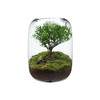 【生命之树】苔藓微景观生态瓶桌面植物盆景高端礼物成品 商品缩略图9
