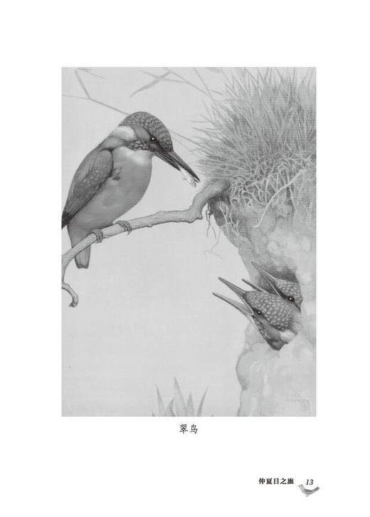 《走，去野外（全4册）》英国“童书女王”伊妮德·布莱顿写给孩子的自然观察故事书 商品图10