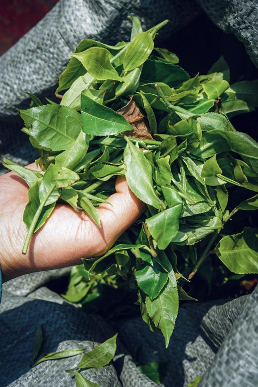 【2024 保塘旧寨二类】古树 88元起购！200年古树！ 商品图6