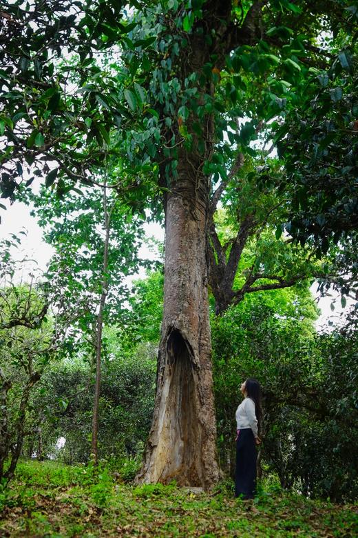 【2024保塘旧寨一类古树】 品味保塘老寨！感受版纳之巅！ 商品图10