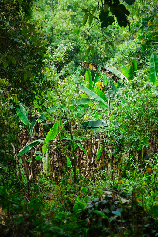 【2024 保塘旧寨二类】古树 88元起购！200年古树！ 商品图2