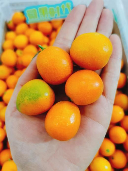 冰糖小金桔2斤（拼团） 商品图1