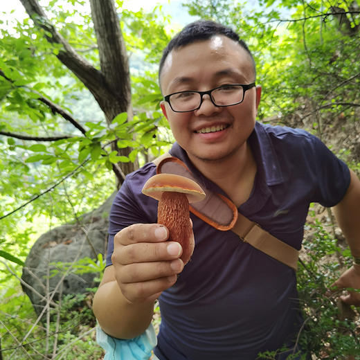 【秦岭野生干香菇500g】秦岭大巴山深处 自然生长日光晾晒 肉质肥厚细嫩 鲜香味美 商品图1