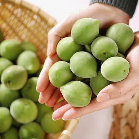 诏安·青梅（5斤装）新鲜采摘 自酿青梅酒必备