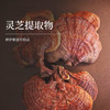 【预售】灵芝杏仁蜜 30g 商品缩略图2