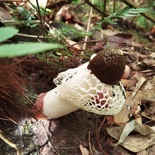 【秦岭野生干竹荪】秦岭大巴山深处 自然生长自然成熟 口感鲜美爽脆 商品图2