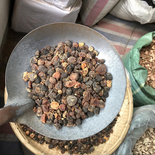 土贝母 商品图4