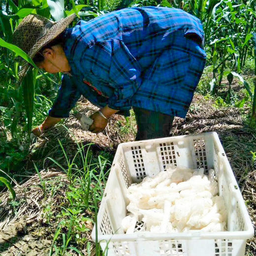 【秦岭野生干竹荪】秦岭大巴山深处 自然生长自然成熟 口感鲜美爽脆 商品图9